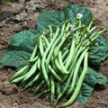 50 GRAINES Haricot Nain À Filet Fin De Bagnols Productif Non Montant