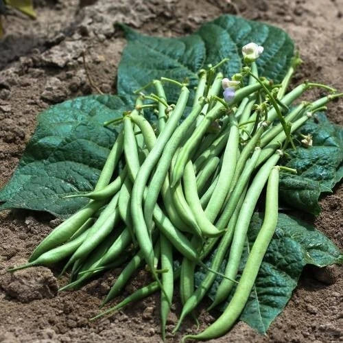50 GRAINES Haricot Nain À Filet Fin De Bagnols Productif Non Montant