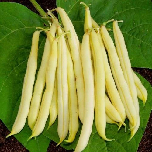 💛 Haricot Nain Mange-Tout 'Golden Teepee' - 50 Graines