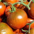 15 GRAINES 🍅 TOMATE 'OZIRIS' | La Tomate Noire Précoce | Saveur Sucrée & Charnu