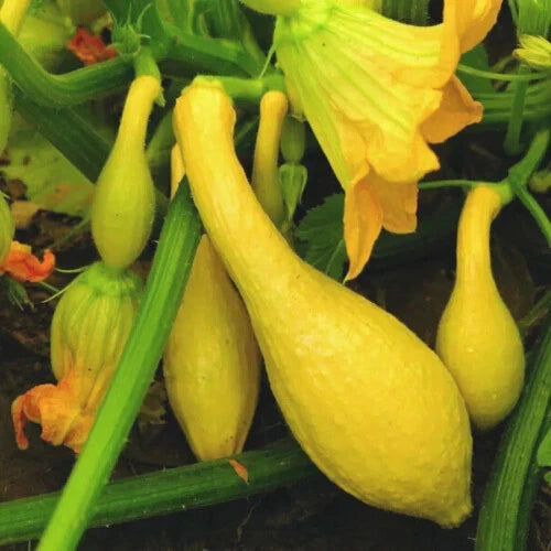 🍋 Courgette 'Early Summer Crookneck' - Sachet de 6 Graines