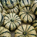 5 Graines COURGETTE PATIDOU Sweet Dumpling Bi-Couleur Chair Sucrée Saveur Châtaigne