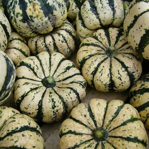 5 Graines COURGETTE PATIDOU Sweet Dumpling Bi-Couleur Chair Sucrée Saveur Châtaigne