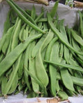 Haricot Nain 'Bredero' (50 Graines) - Mange-tout Vert Très Productif - Sans Fil