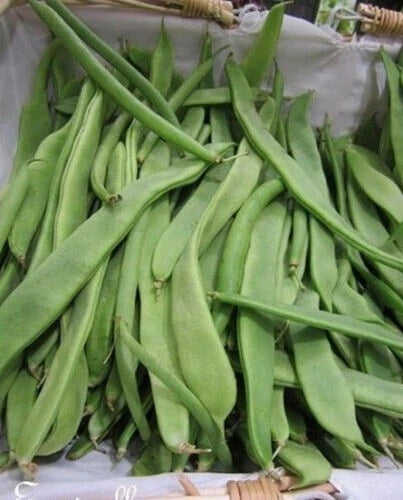 Haricot Nain 'Bredero' (50 Graines) - Mange-tout Vert Très Productif - Sans Fil