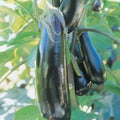 15 GRAINES - Aubergine RONDE de VALENCE - Variété Ancienne - Gros Fruit Rond