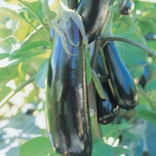 15 GRAINES - Aubergine RONDE de VALENCE - Variété Ancienne - Gros Fruit Rond