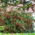 Cotoneaster lacteus Laineux Pot 3L 50/90cm Persistant Baies Rouges Hiver