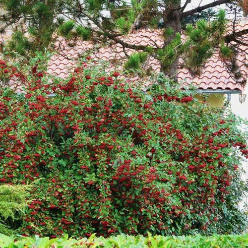 Cotoneaster lacteus Laineux Pot 3L 50/90cm Persistant Baies Rouges Hiver