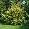 Chalef Limelight Pot 3L 60/80cm Panaché Jaune Persistant Brise-Vent Lumineux