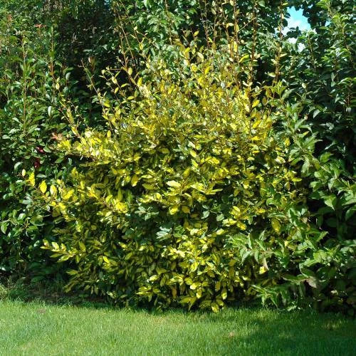 Chalef Limelight Pot 3L 60/80cm Panaché Jaune Persistant Brise-Vent Lumineux