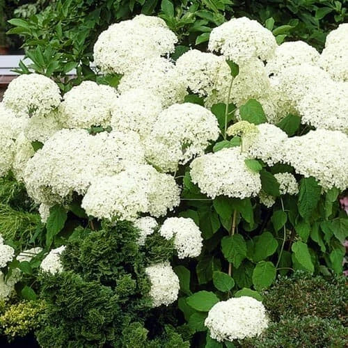 Hortensia Annabelle Pot 3L 🤍 Hydrangea Arborescens, Grandes Fleurs Blanches