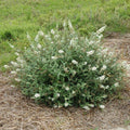 Buddleja Nain 'Nanho Alba' (Arbre aux Papillons Blanc) - Pot 3L - Fleurs Blanche