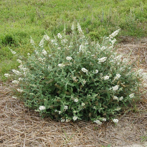 Buddleja Nain 'Nanho Alba' (Arbre aux Papillons Blanc) - Pot 3L - Fleurs Blanche