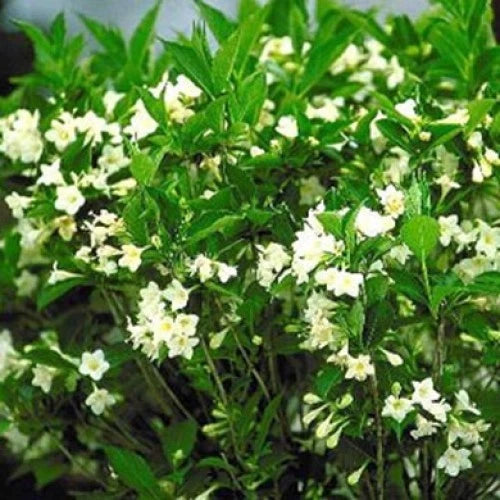 Weigelia Snowflake Pot 3L 🤍 Floraison Blanche Pure, Compact & Rustique
