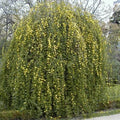 JASMIN D'HIVER Nudiflorum Pot 3L Floraison Jaune Hivernale Précoce Grimpant